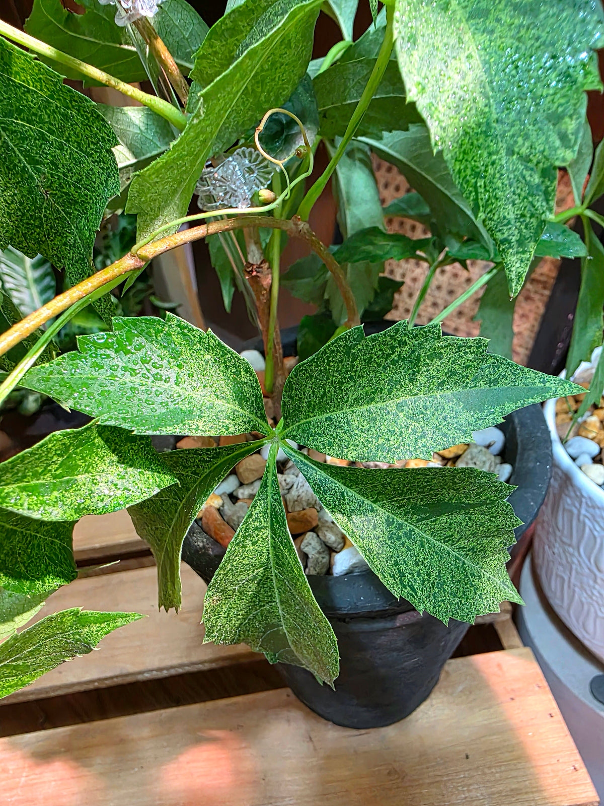 Parthenocissus quinquefolia variegated 五葉地錦星雨