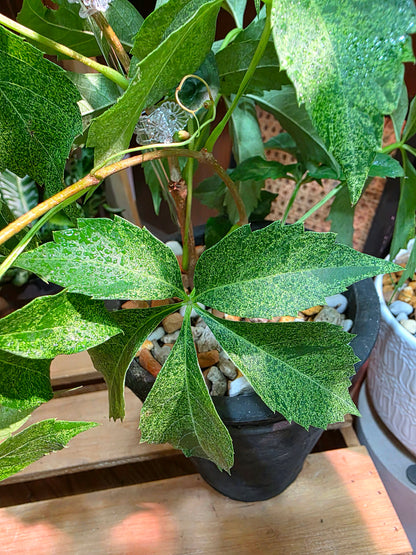 Parthenocissus quinquefolia variegated 五葉地錦星雨