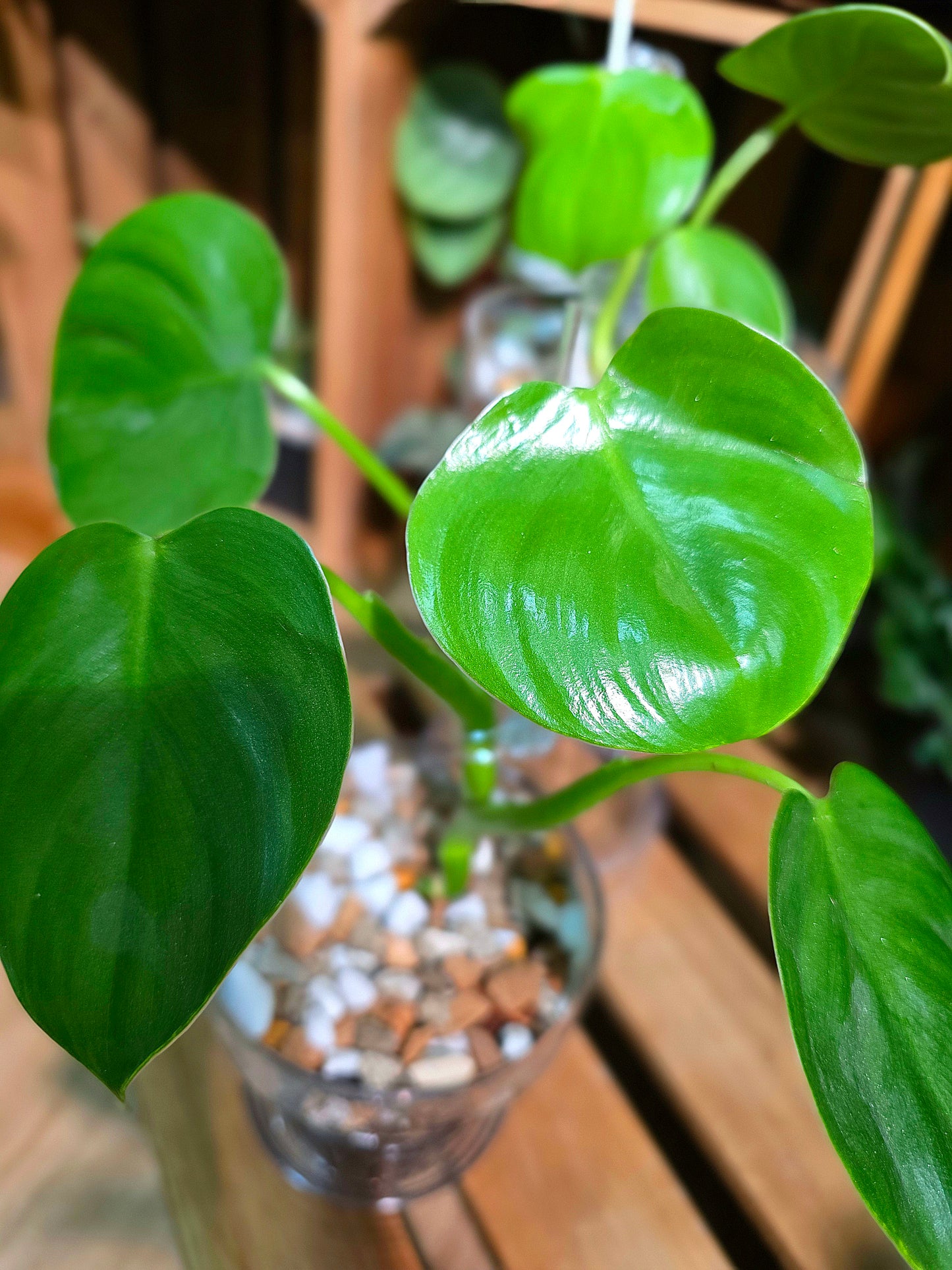 Philodendron pittieri 皮蒂蔓綠絨