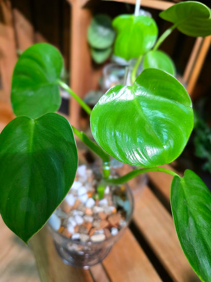 Philodendron pittieri 皮蒂蔓綠絨