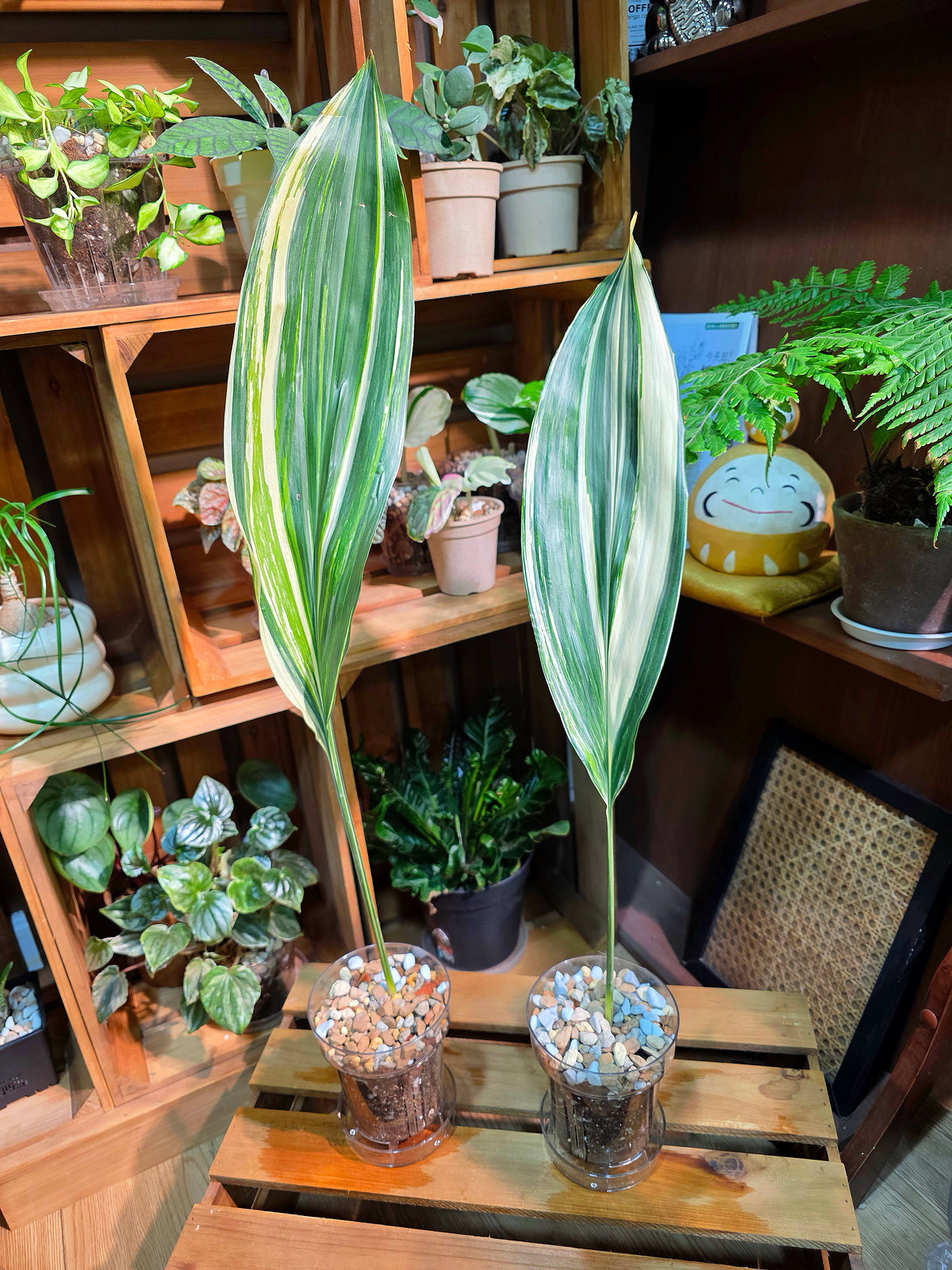Aspidistra elatior variegated