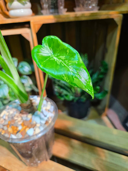Alocasia odora okinawa silver 沖繩銀海芋