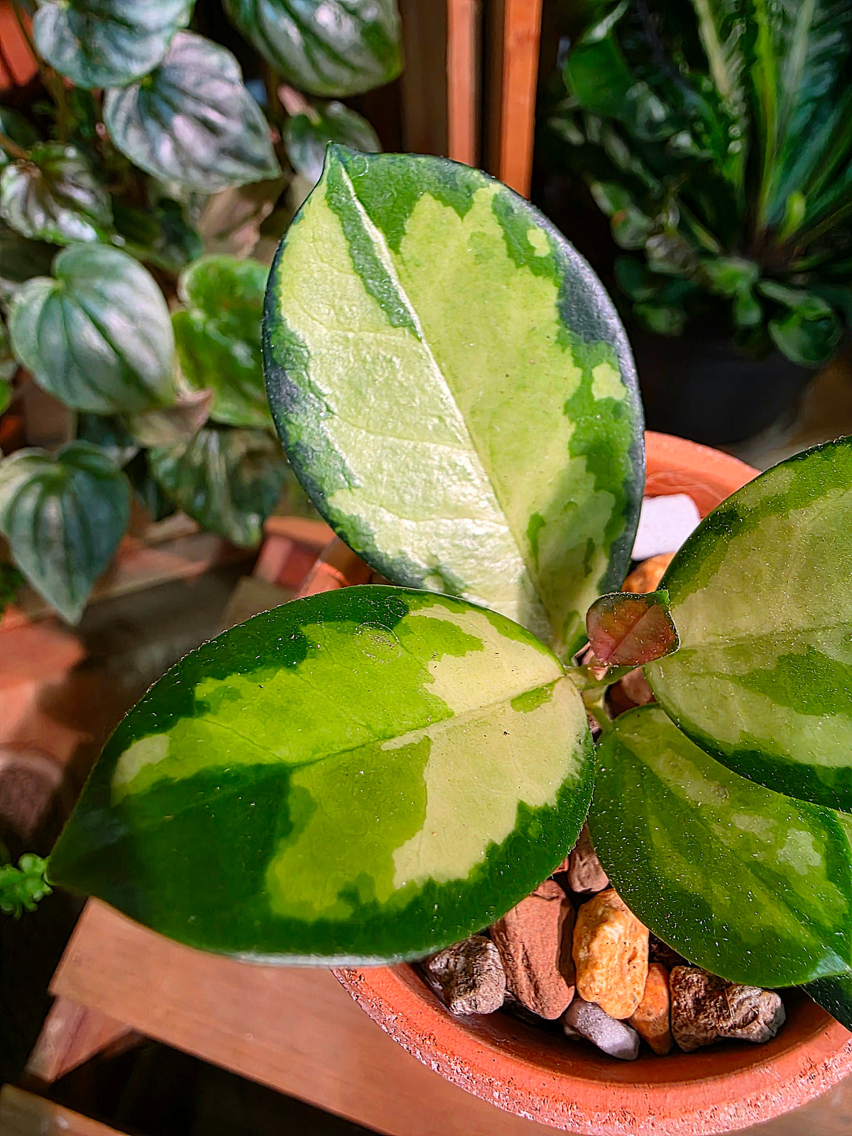 Hoya Australis Lisa
