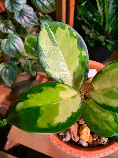 Hoya Australis Lisa