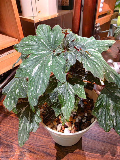 Begonia Diadema Pink Delight 風聆烏頭秋海棠