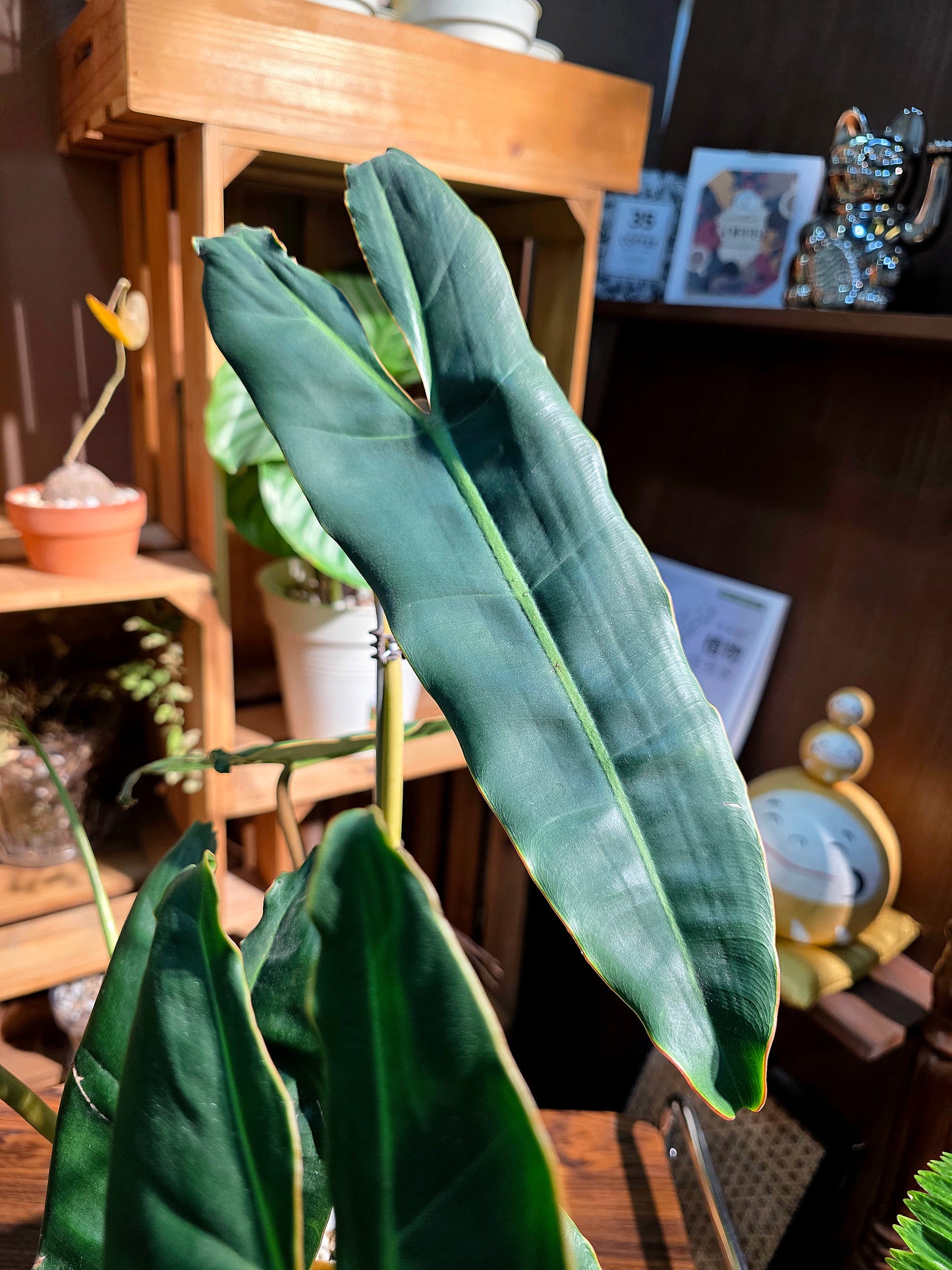 Philodendron billietiae 橙柄蔓綠絨