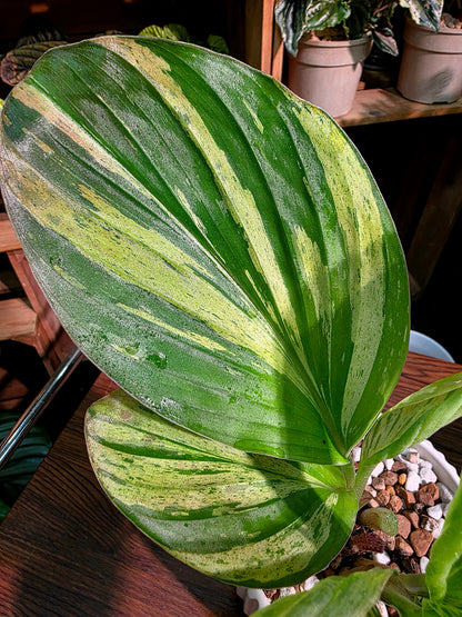 Kaempferia pulchra variegated 七彩孔雀姜錦