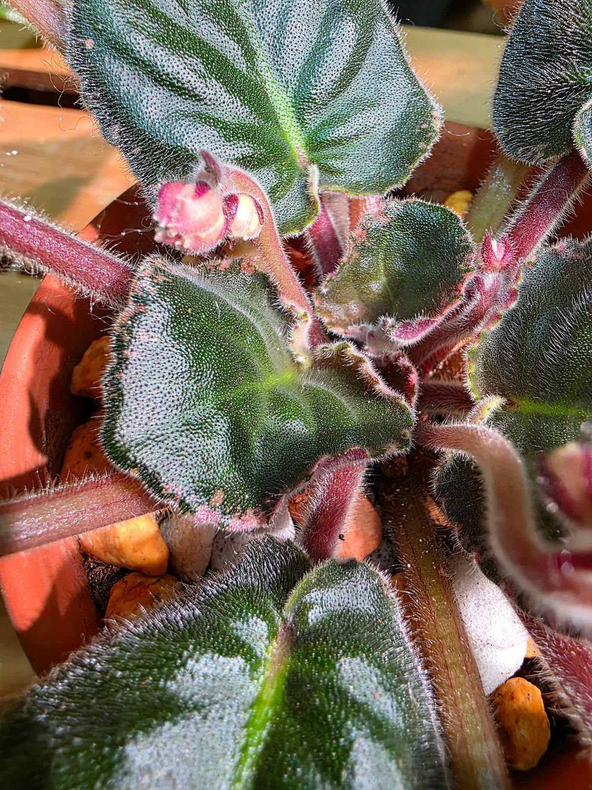 Streptocarpus ionqnthus 非洲紫羅蘭 - 紅茶