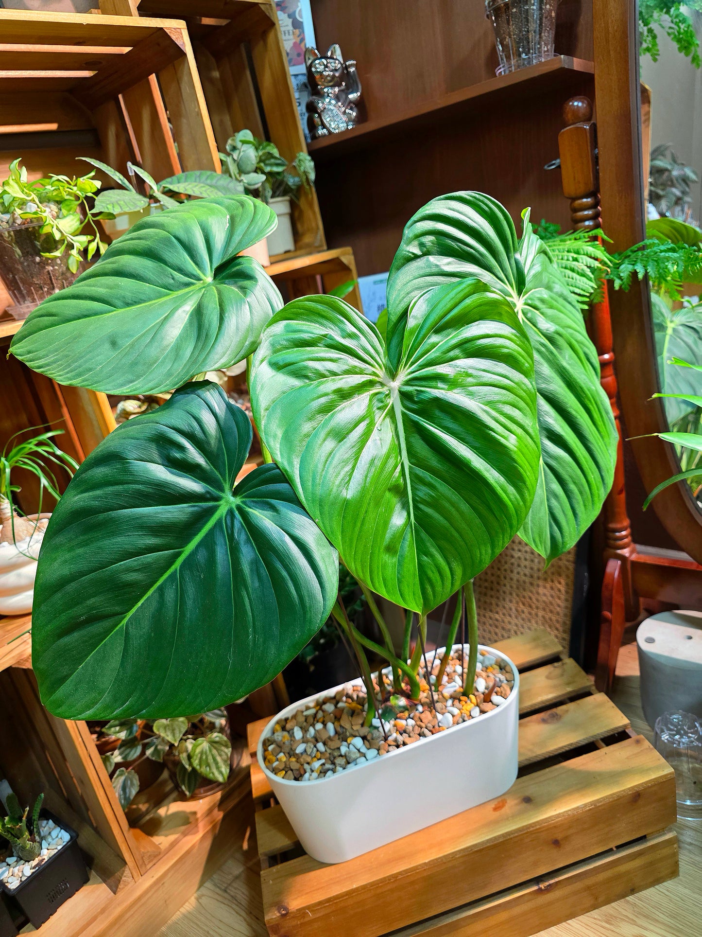 Philodendron McDowell