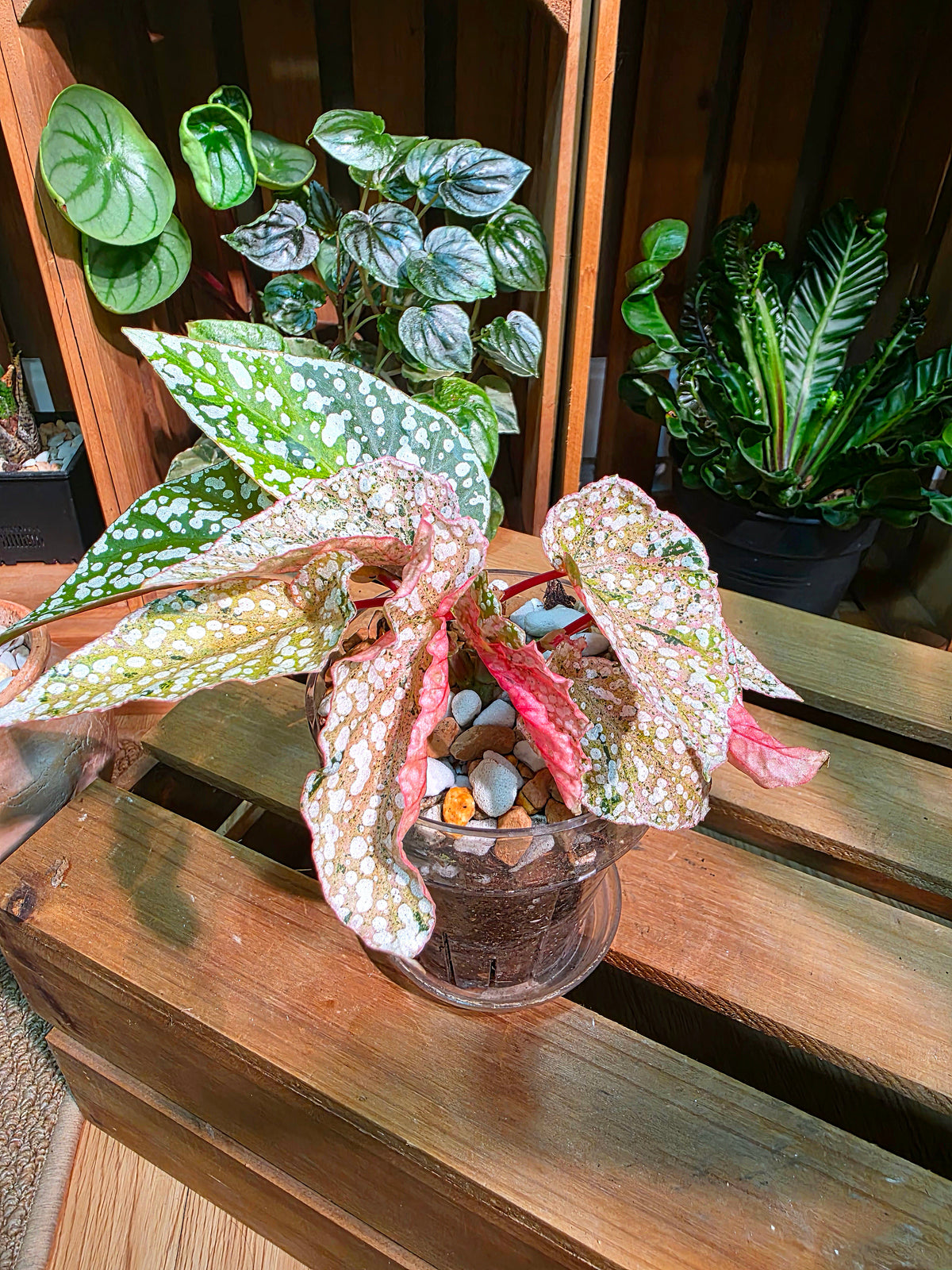 Begonia snow capped variegated 斑葉富士山秋海棠