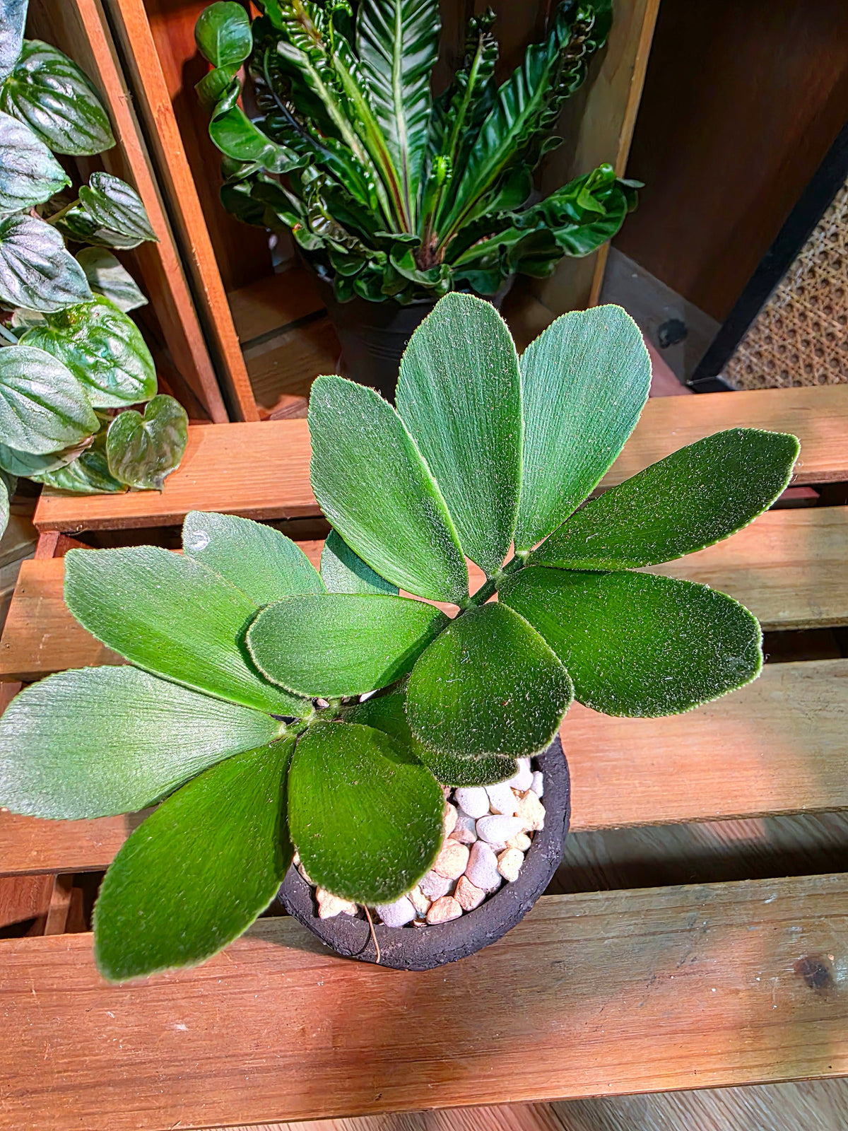 Zamia furfuracea 幸運鐵