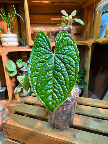 Anthurium luxurians platinum
