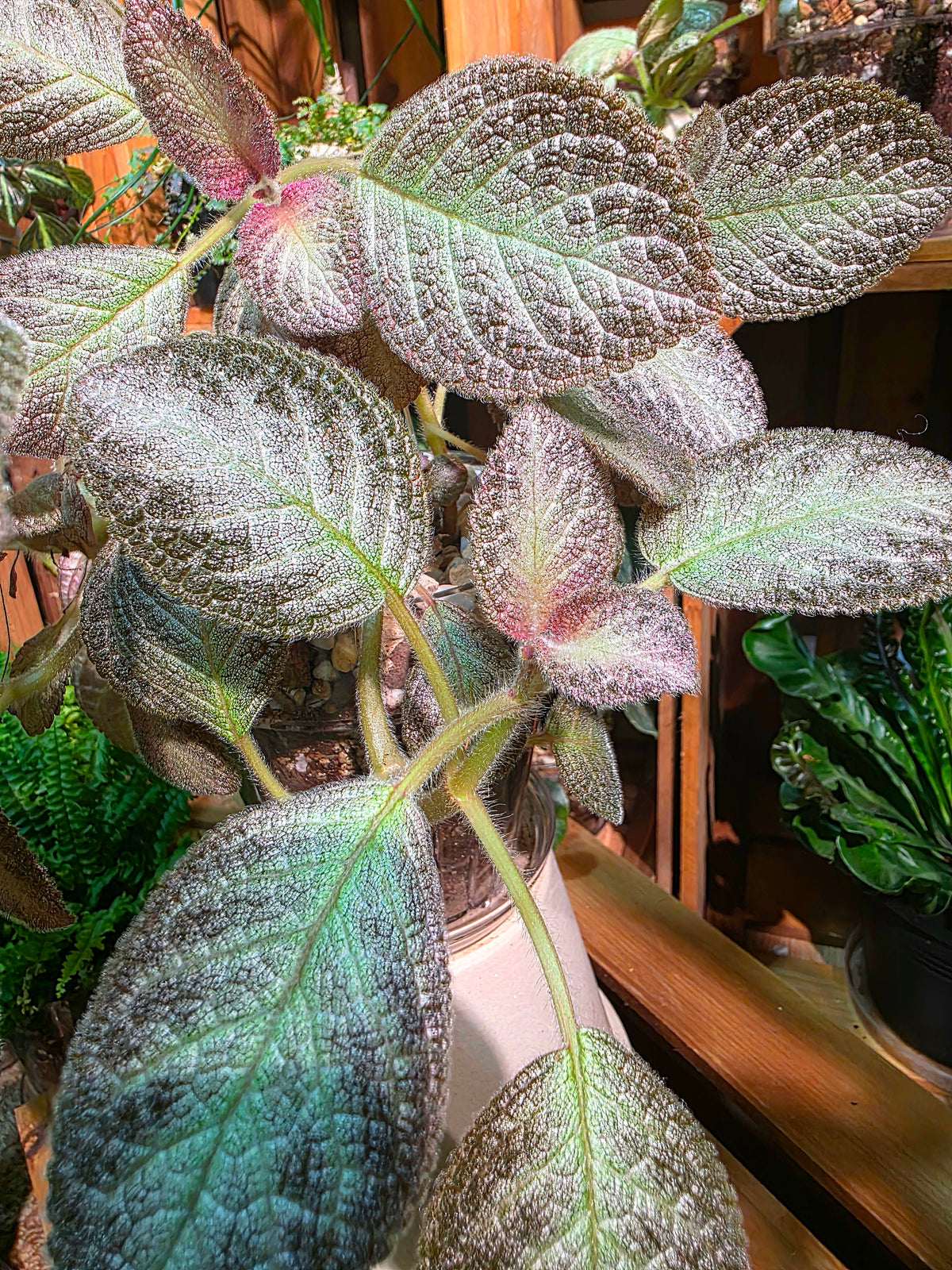 Episcia sp 銀虎喜蔭花