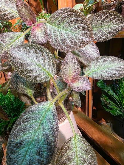 Episcia sp 銀虎喜蔭花
