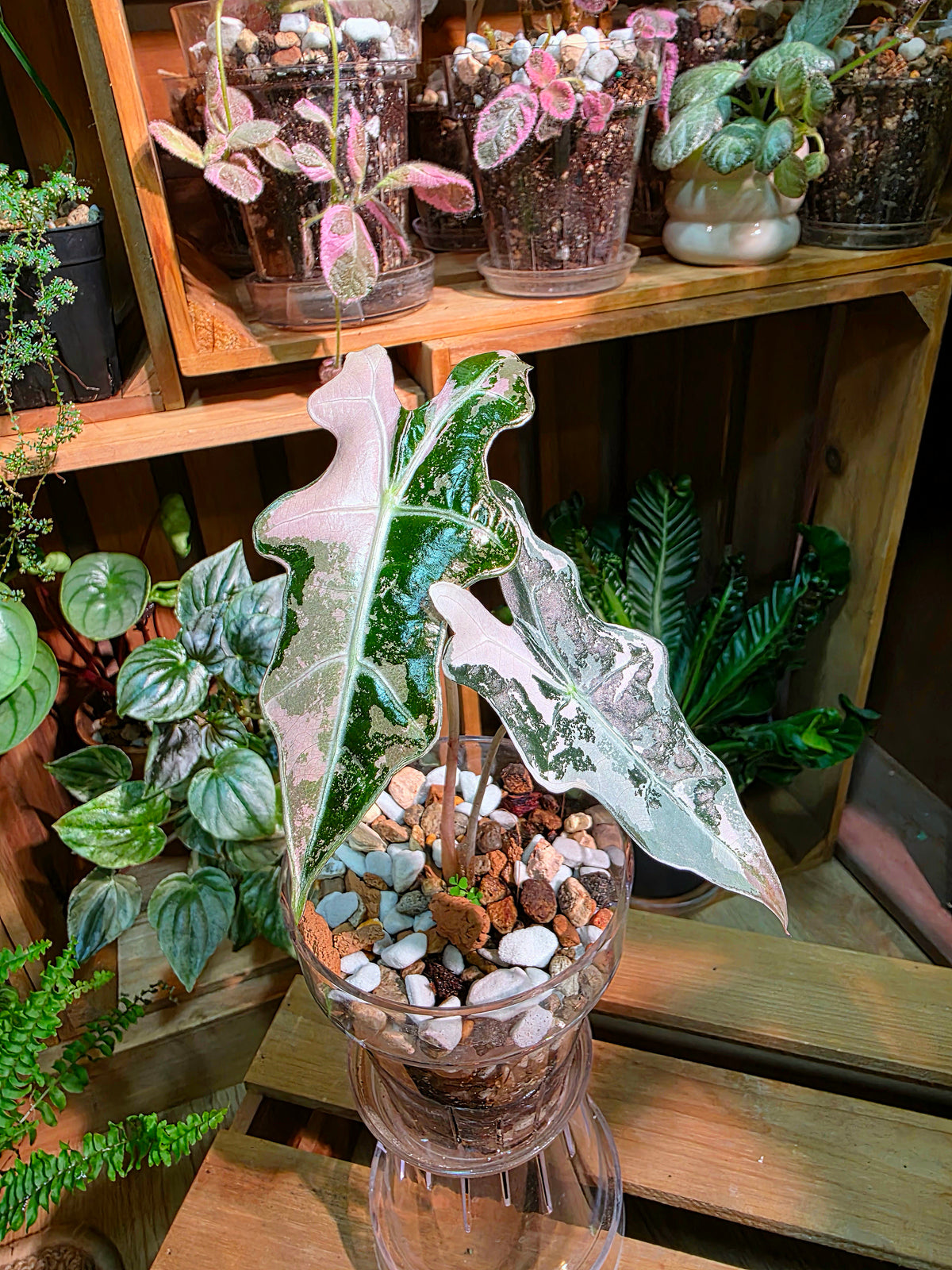 Alocasia nobilis pink variegated