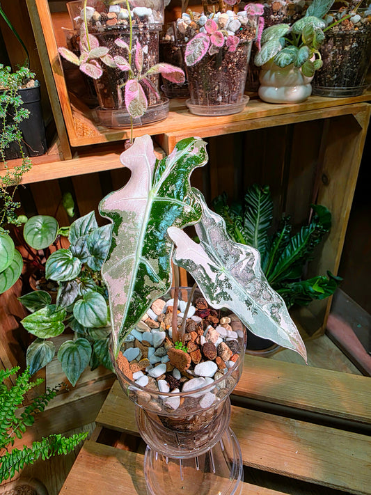 Alocasia nobilis pink variegated 粉斑諾比海芋