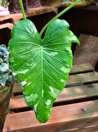 Alocasia odora okinawa silver 沖繩銀海芋