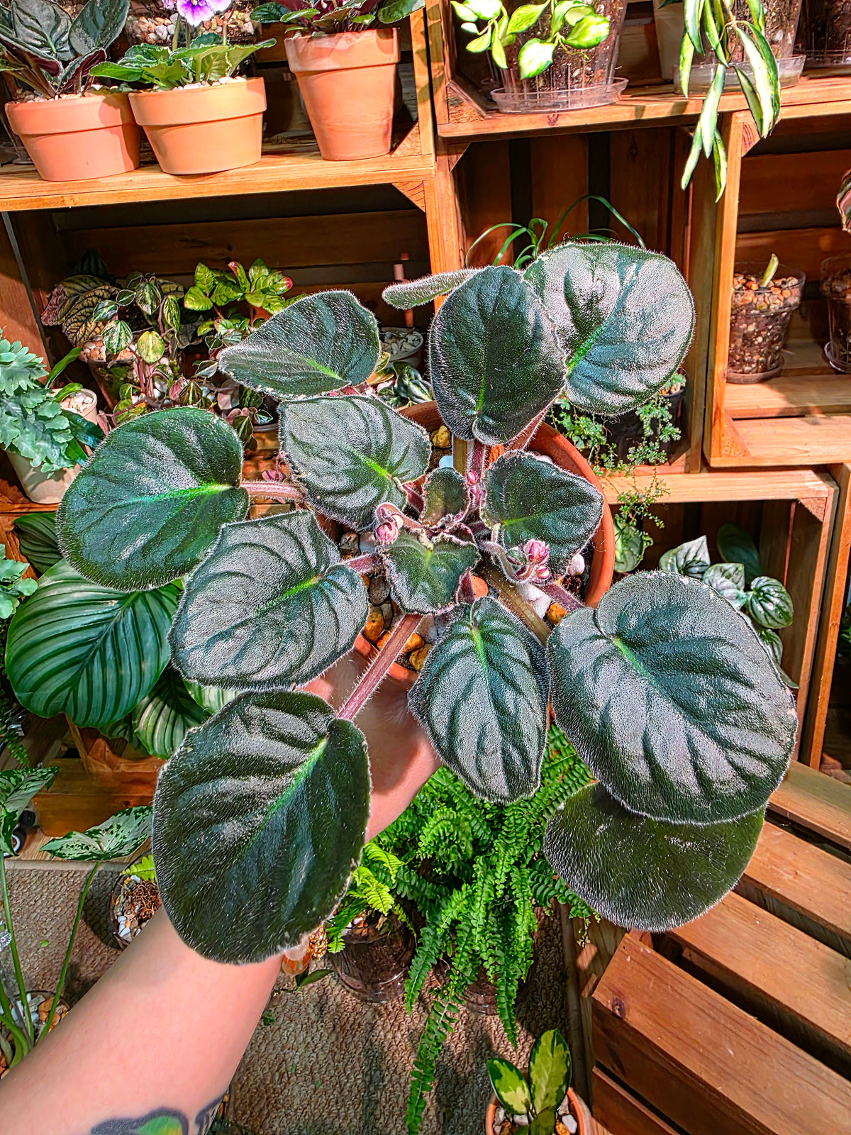 Streptocarpus ionqnthus 非洲紫羅蘭 - 紅茶