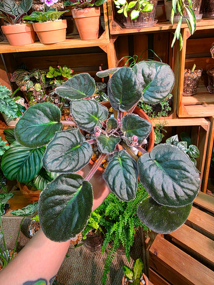 Streptocarpus ionqnthus 非洲紫羅蘭 - 紅茶