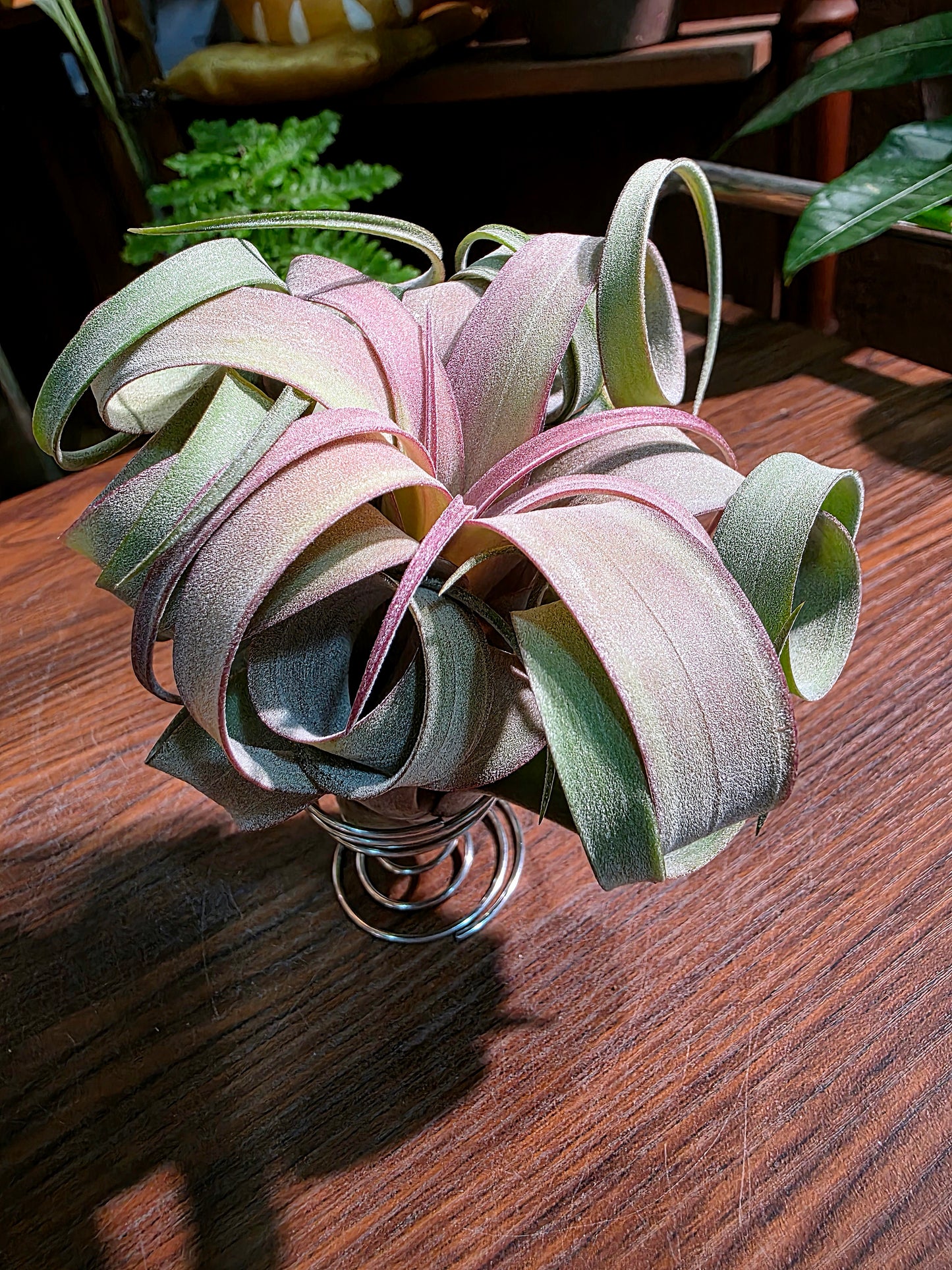 Tillandsia (xerographica x chiapensis orange) x streptophyla 橙卷空氣鳳梨