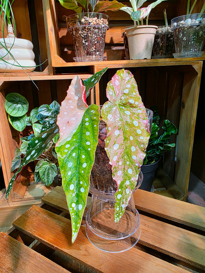 Begonia maculata variegated pink 粉斑鱒魚秋海棠
