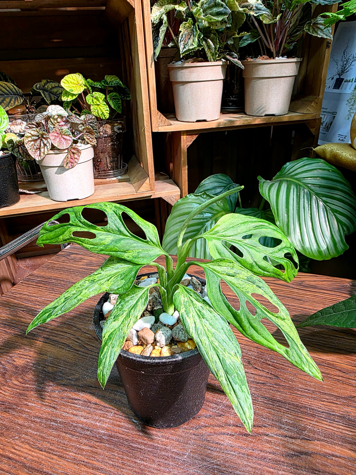 Monstera adansonii mint variegated 薄荷仙洞龜背竹