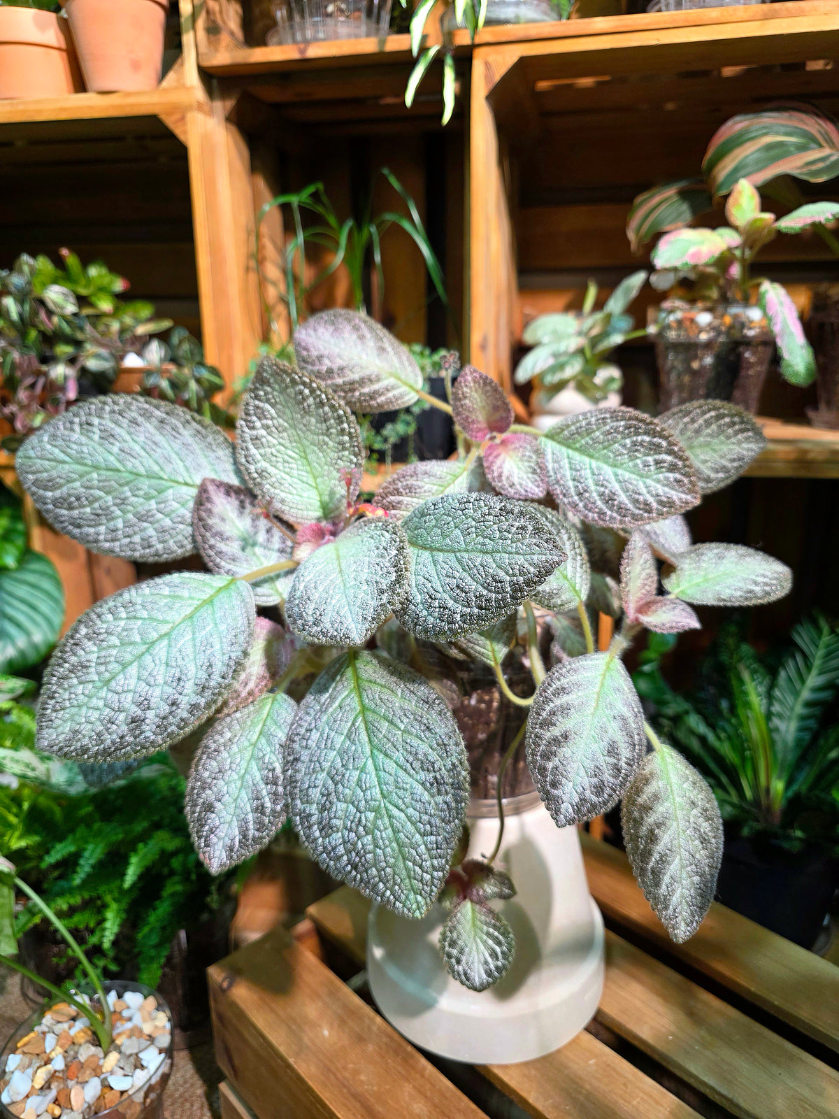 Episcia sp 銀虎喜蔭花