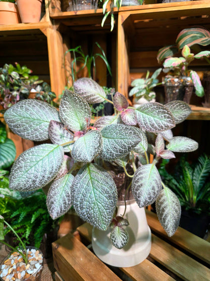Episcia sp 銀虎喜蔭花