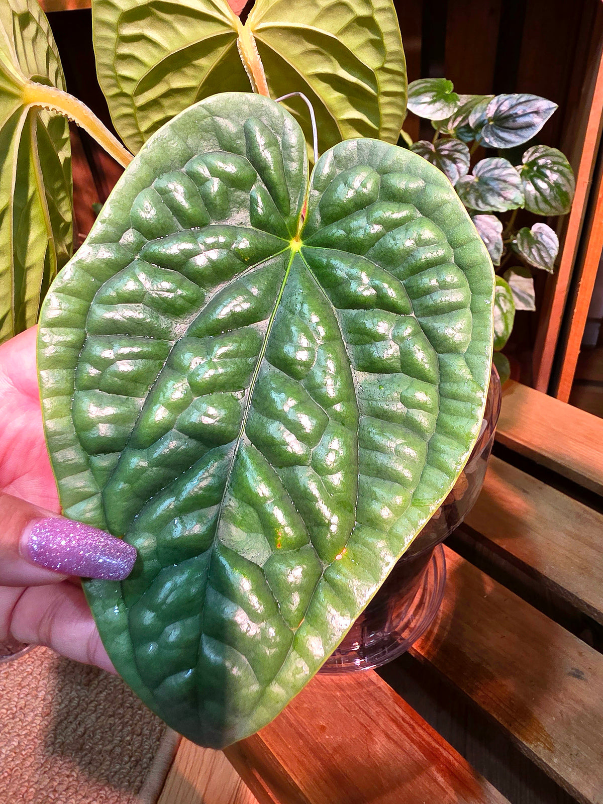 Anthurium luxurians platinum