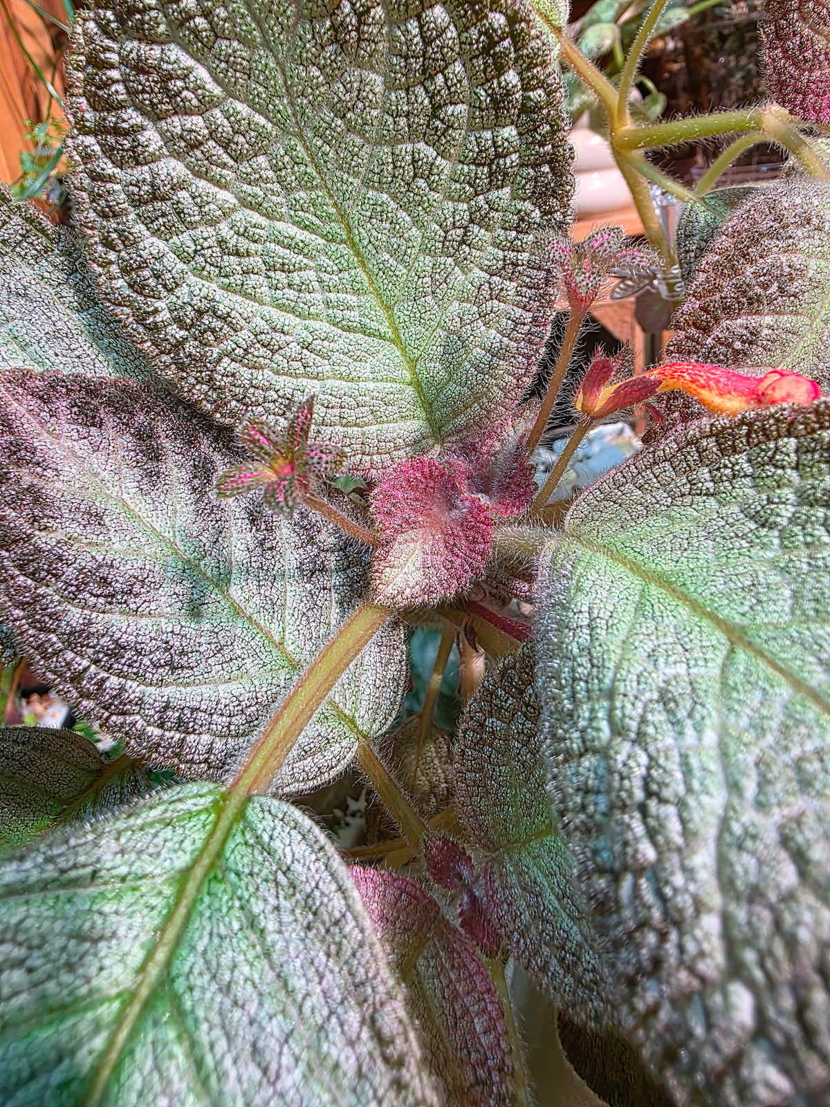 Episcia sp 銀虎喜蔭花