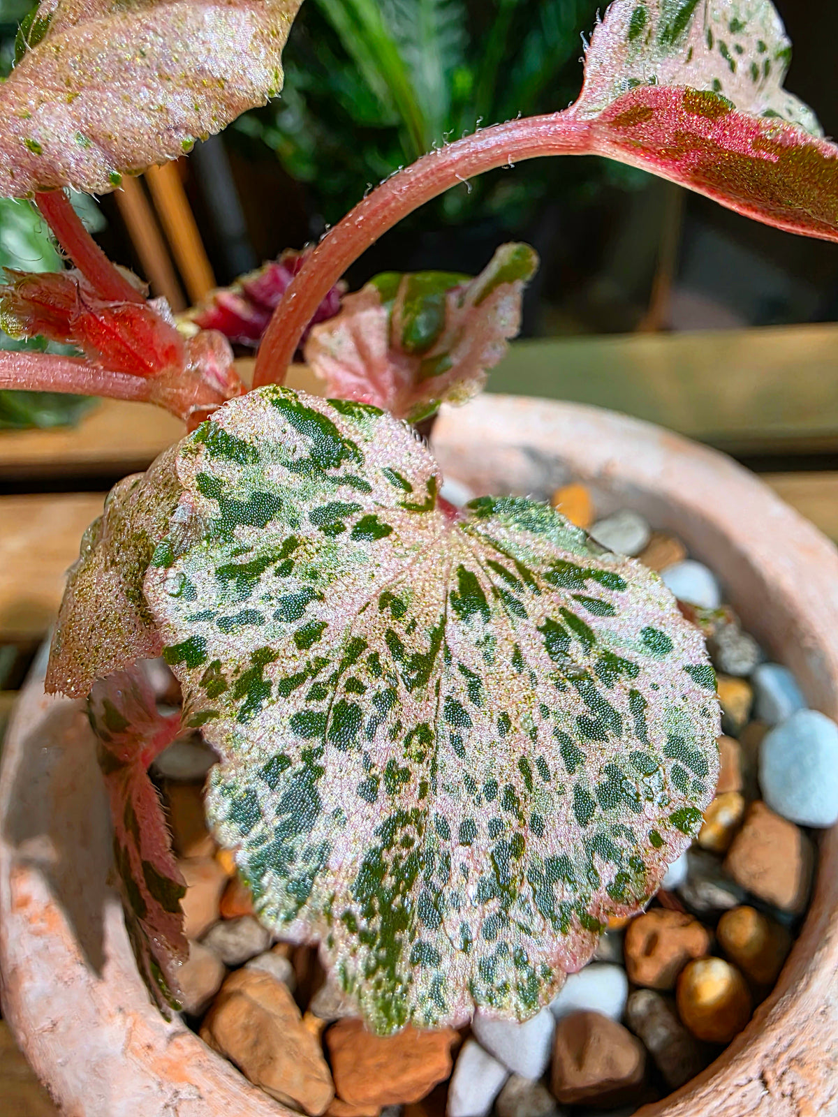 Begonia sp 粉斑貝殼秋海棠