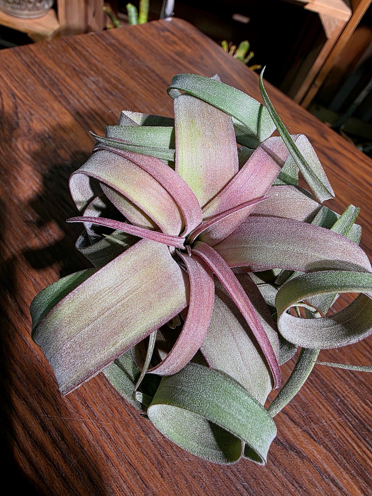 Tillandsia (xerographica x chiapensis orange) x streptophyla 橙卷空氣鳳梨