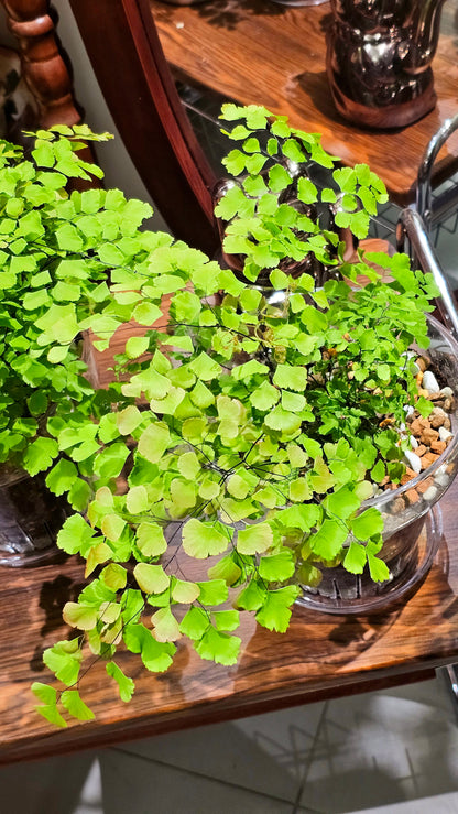 Adiantum raddianum brilliant else 柔情鐵線蕨