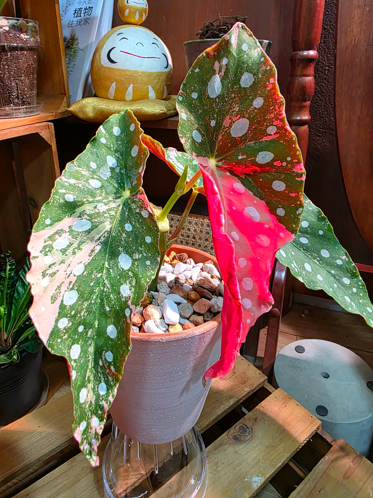 Begonia maculata variegated pink