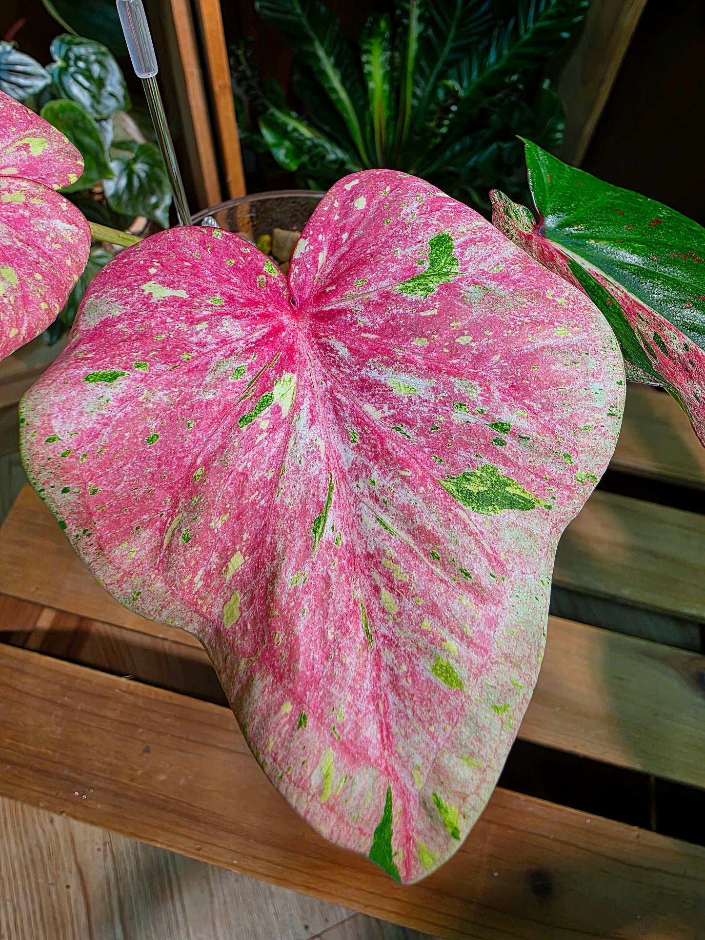 Caladium Thailand 泰國彩葉芋