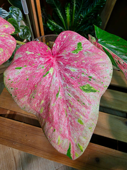 Caladium Thailand 泰國彩葉芋