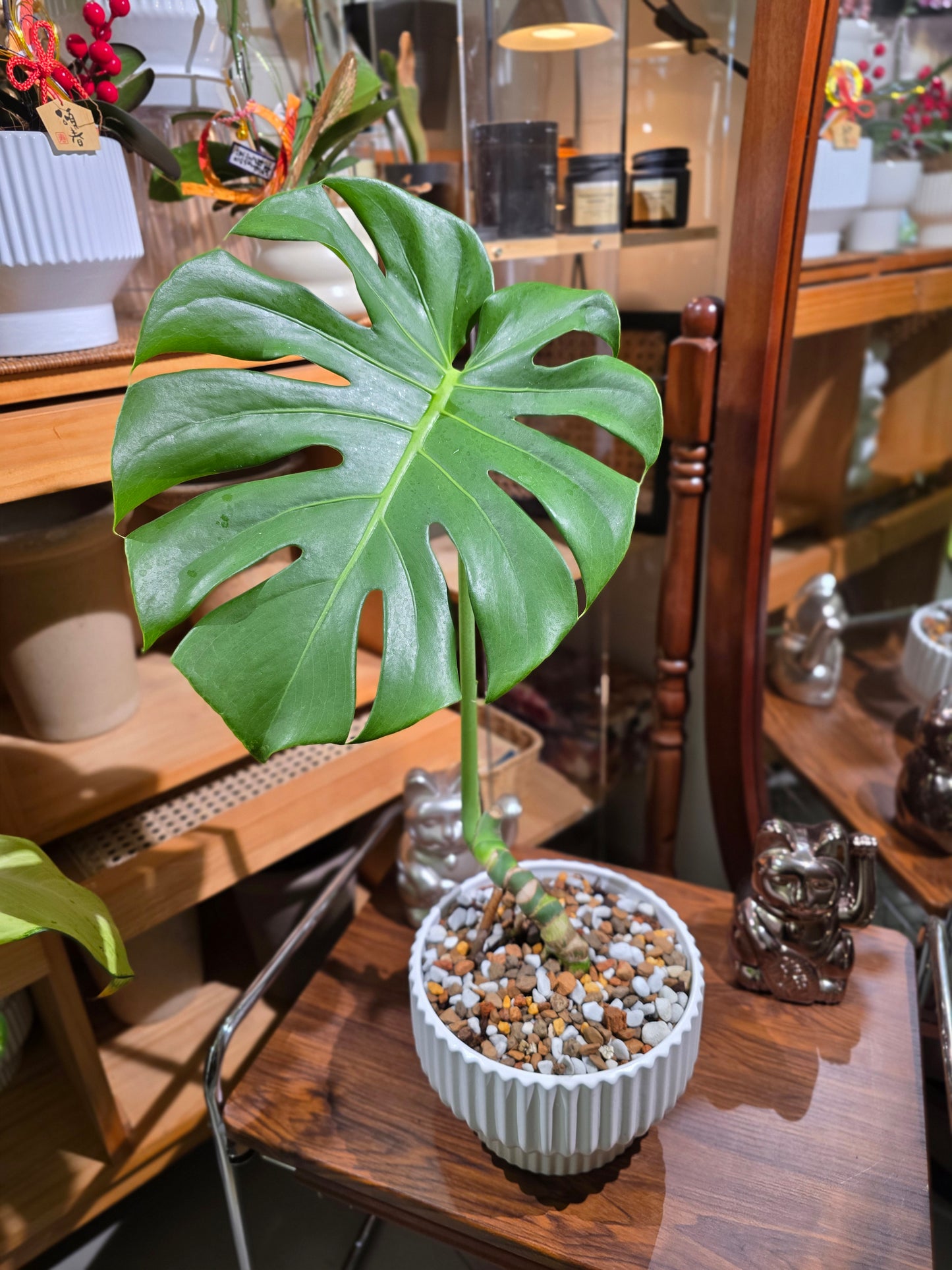 Monstera deliciosa 老樁龜背竹