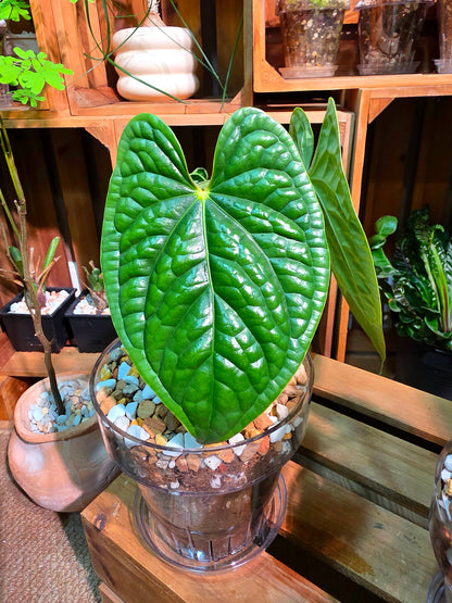 Anthurium luxurians platinum