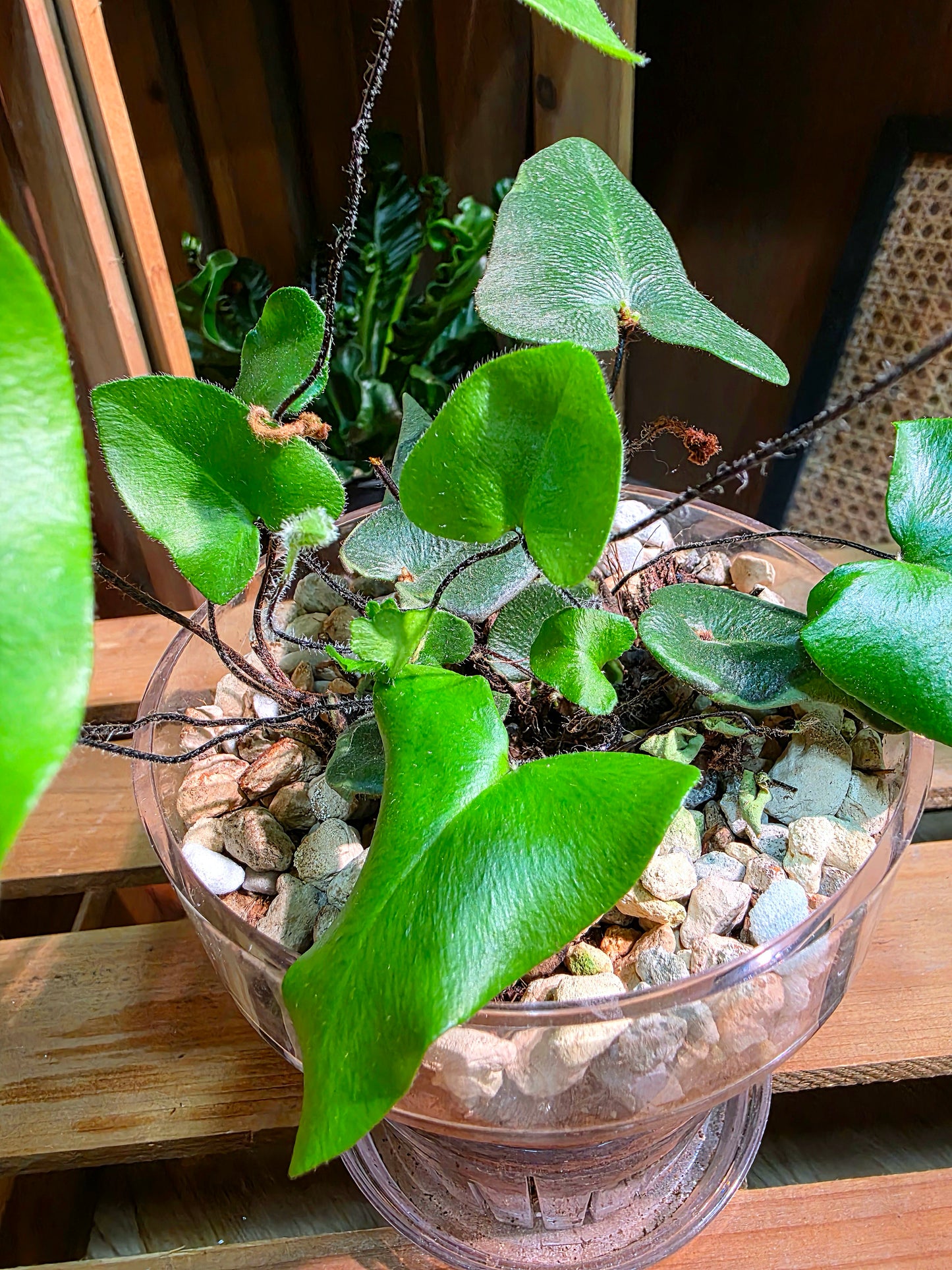Heart-leaf Fern