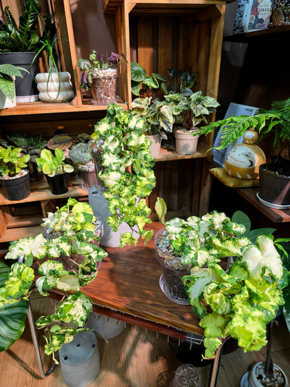 Hedera helix moonlight 雙株版月光燈常春藤
