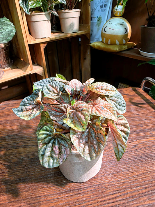 Peperomia caperata pink variegated QQ糖皺葉椒草