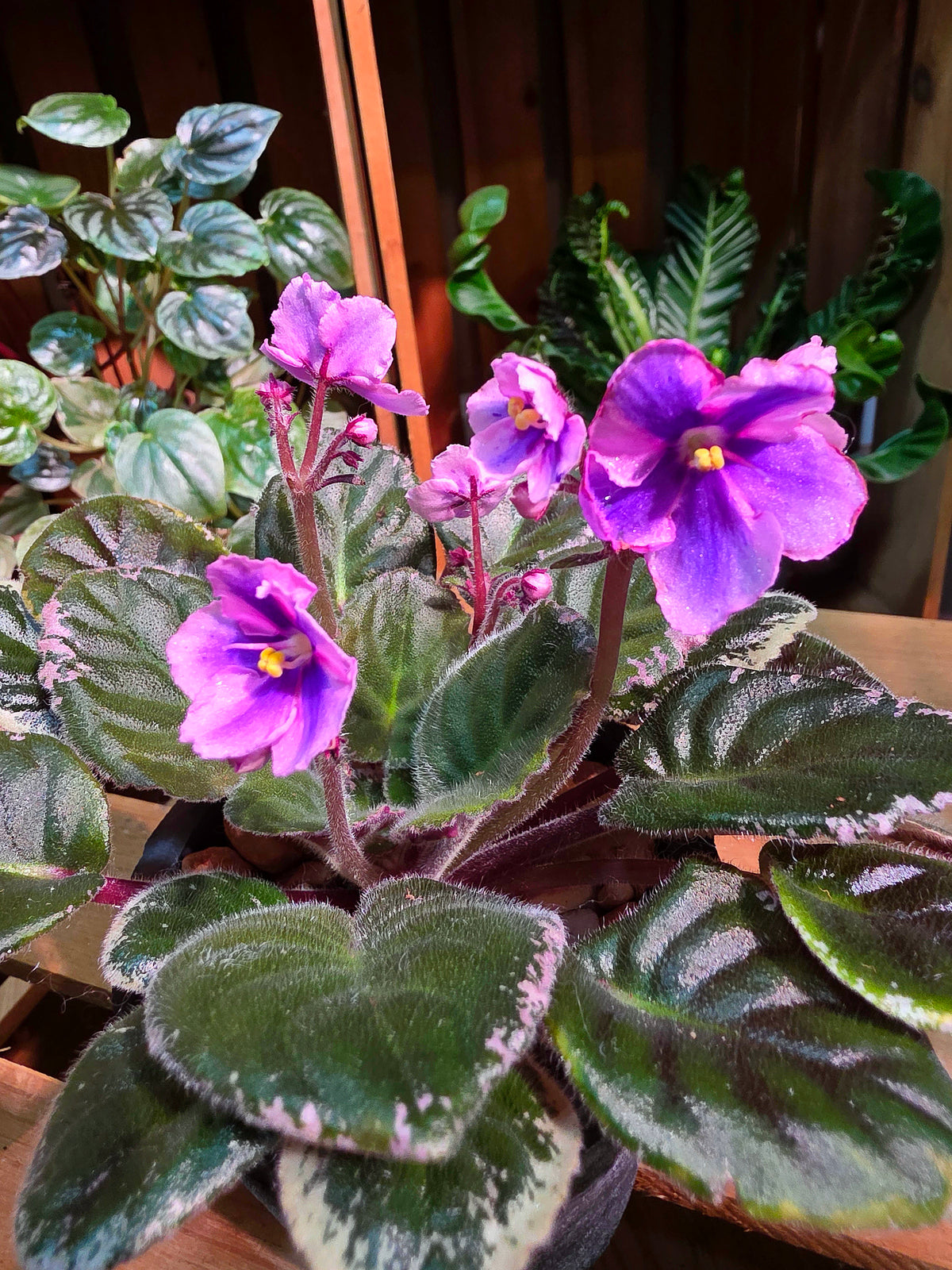 Streptocarpus ionqnthus 非洲紫羅蘭 - 粉緞