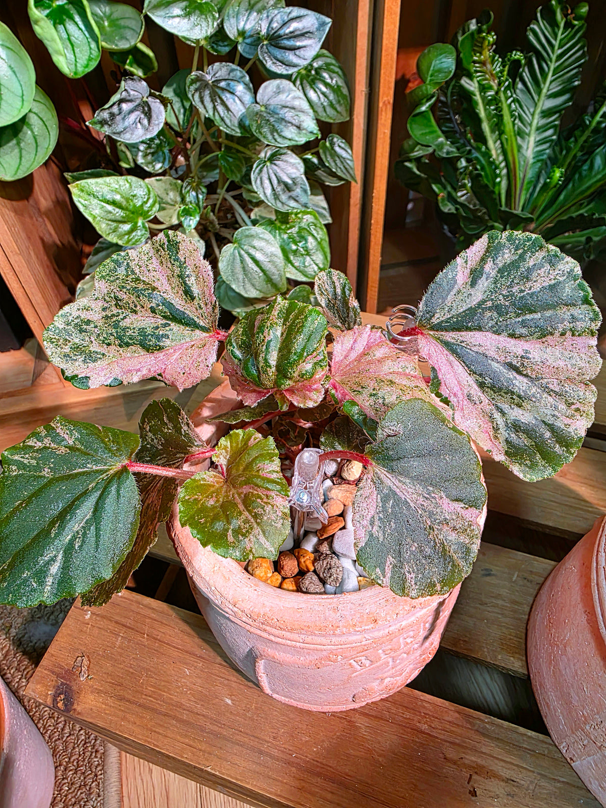 Begonia sp 粉斑貝殼秋海棠