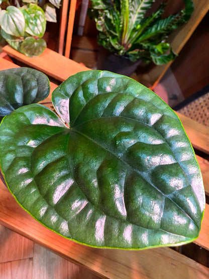 Anthurium luxurians platinum