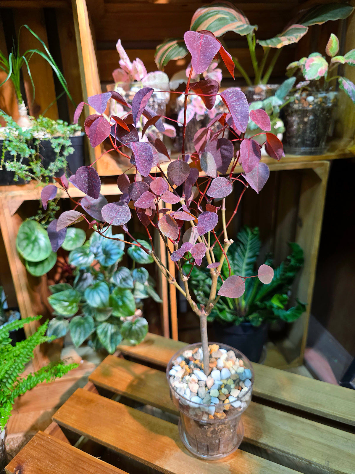 Euphorbia cotinifolia Copper Plant