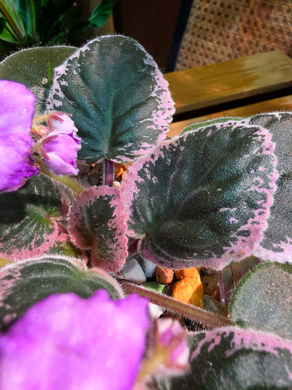 Streptocarpus ionqnthus 非洲紫羅蘭 - 6106