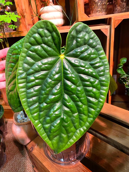 Anthurium luxurians platinum