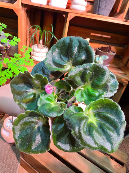 Streptocarpus ionqnthus 非洲紫羅蘭 - 大理石牡丹