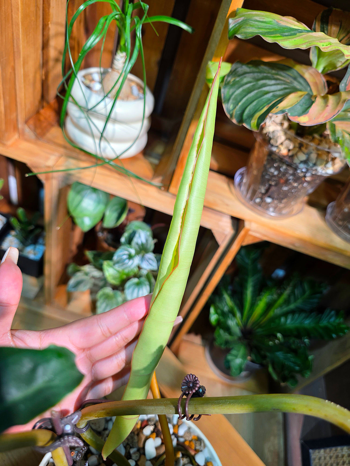 Philodendron billietiae