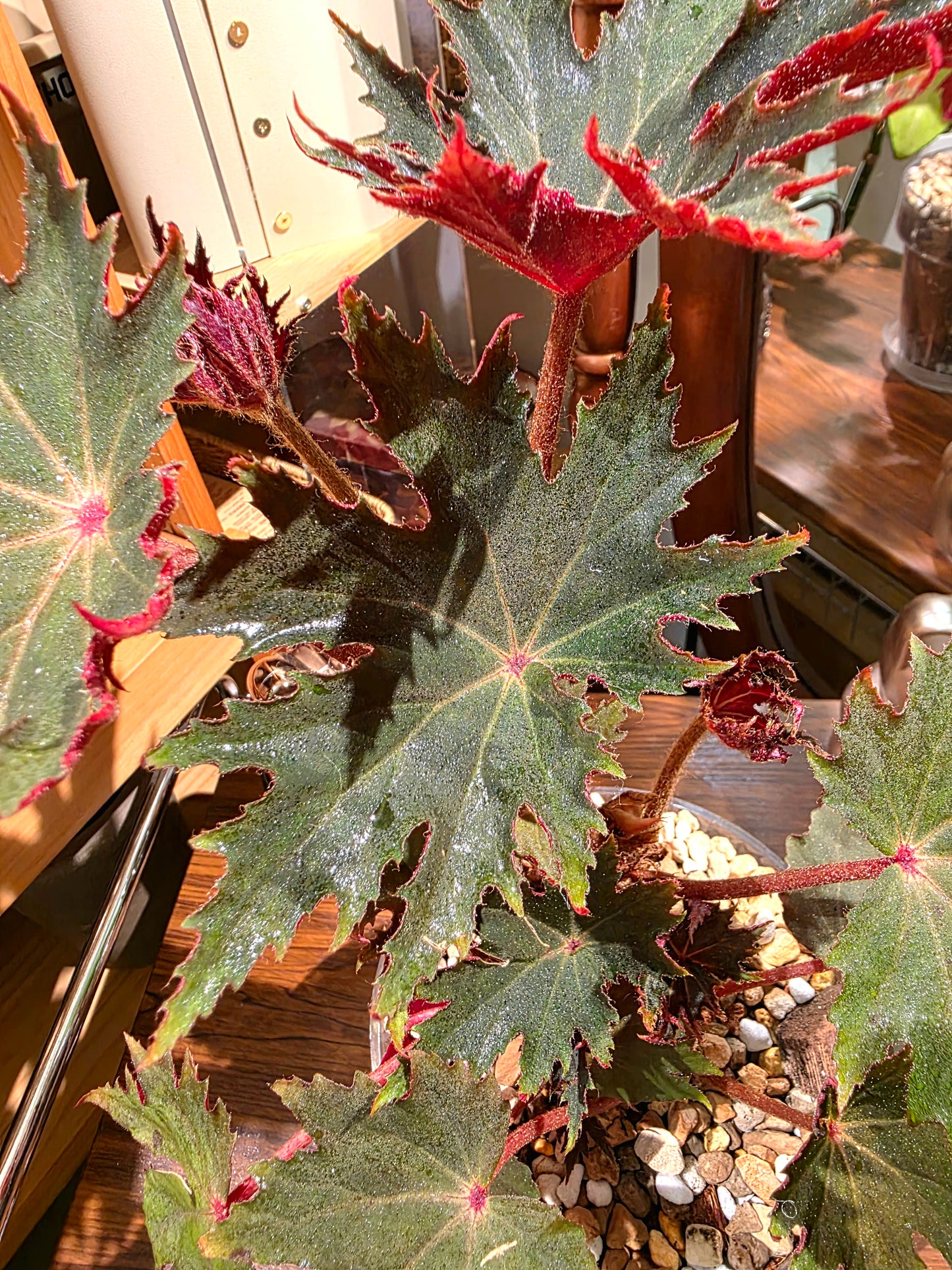 Begonia carmel 卡米爾秋海棠